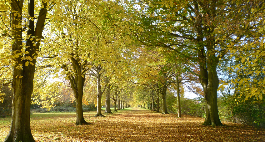 Avenue of trees in Farnham Park
