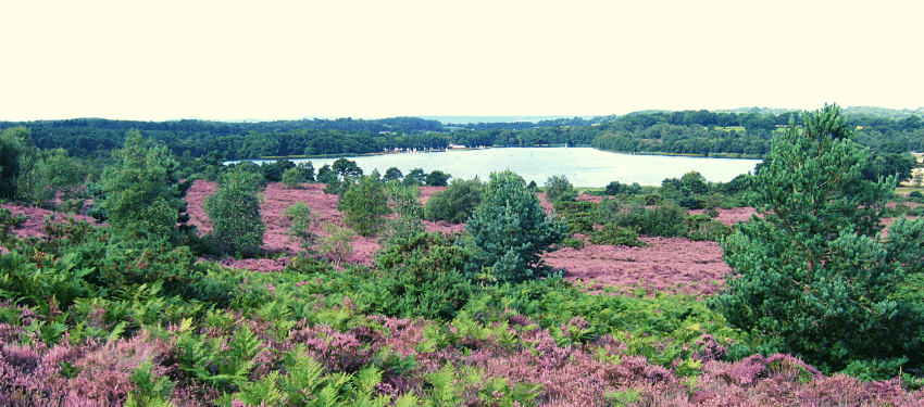View of Frensham Common looking down on heathland and the pond